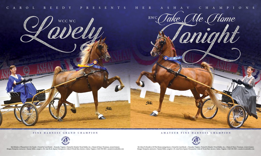 TNH1865's tweet photo. Carol Reedy Presents Her ASHAV Champions: Lovely and Take Me Home Tonight #nationalhorseman #ashav @carol_reedy @meadow_wood_stables #fineharness #saddlebred https://t.co/bmlWW3BwQL