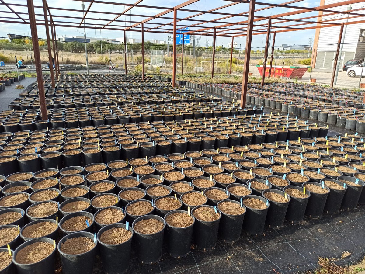 Silvia Matesanz tweet media