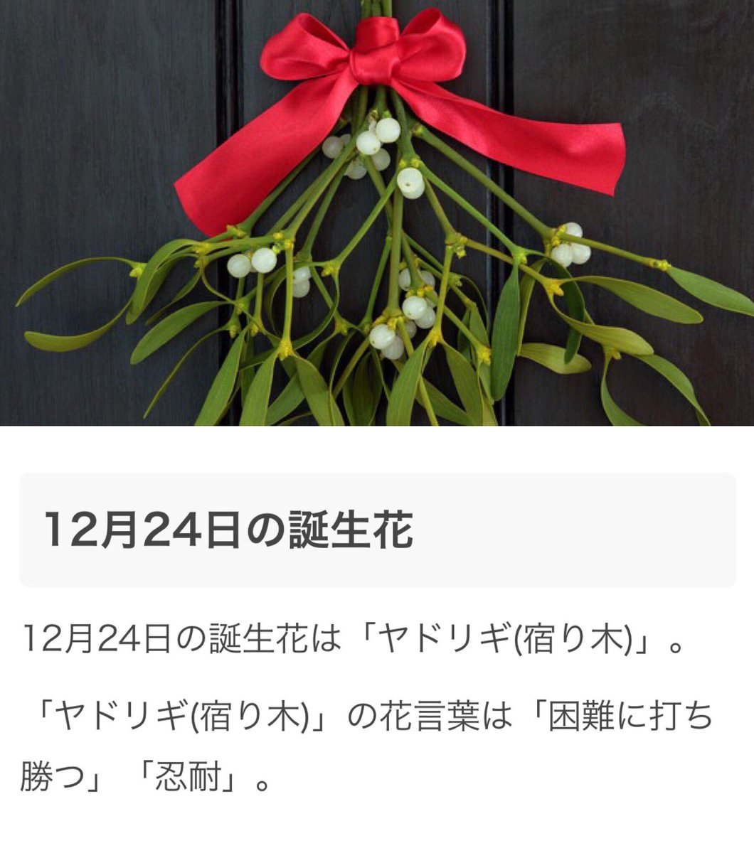 最高のコレクション 12 月 24 日 誕生 花 ユニークな壁紙サイト