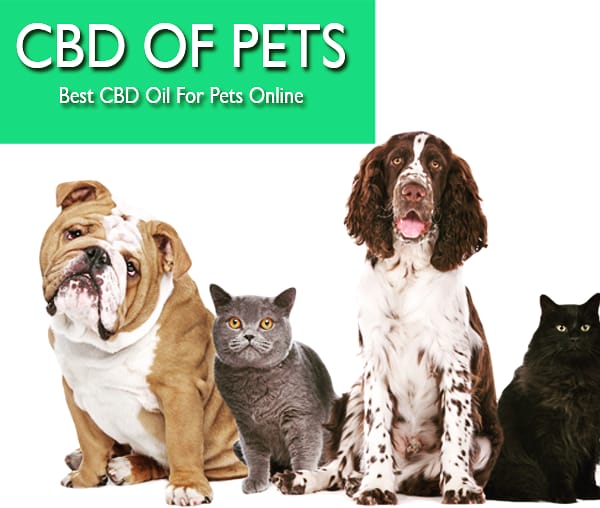 CBD for Pets- Best CBD Oil for Pets Online

cbdoil-results.com/cbd-for-pets/

#cbd #cbdforpets #cbdoilforpets #cbdoil #purecbdoil #fullspectrumcbdoil #cbdfordogs #cbdforcats #cbdoilforcats #cbdoilfordogs #cbdoilresults