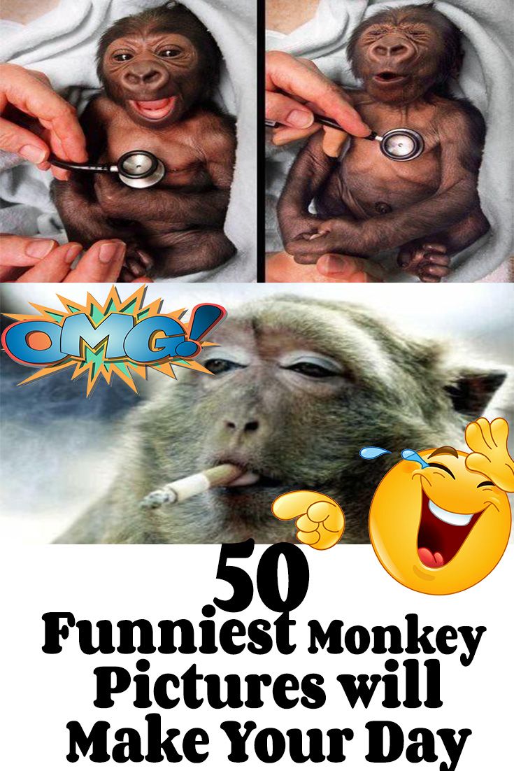 funny monkey moments (@Mrfunnymonky) / Twitter funny monkey moments (@Mrfunnymonky) / Twitter