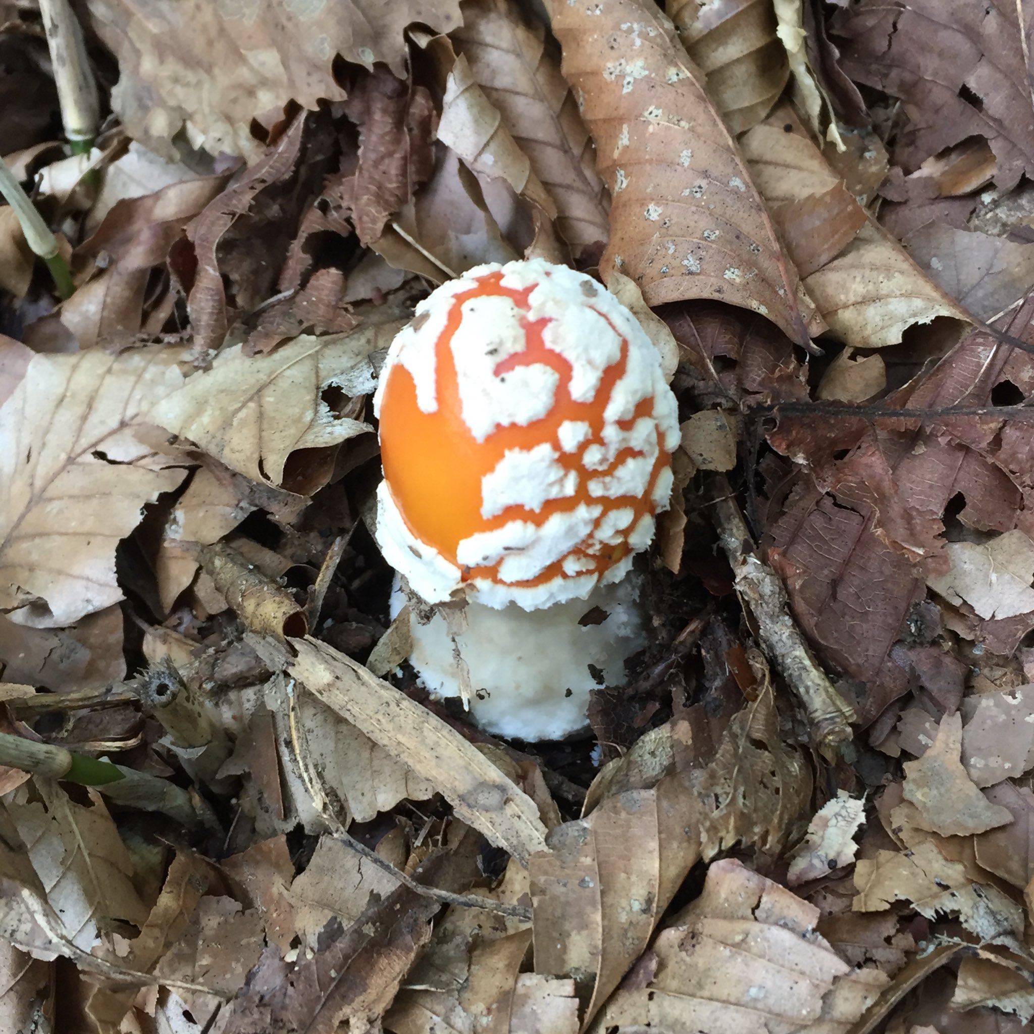 Itome 10月9日 金曜日 おはようございます タマゴダケと ベニテングタケ ２つのキノコが 一緒に生えていました タマゴダケはとても美味しいキノコ です ベニテングタケは 有毒です 週末 台風14号の動きに どうかご注意くださいませ