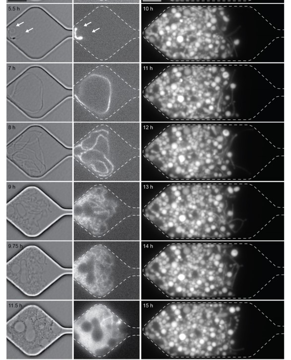 KarasLab's tweet image. Genetic requirements for cell division in a genomically minimal cell biorxiv.org/content/10.110… #syntheticcell #minimalcell