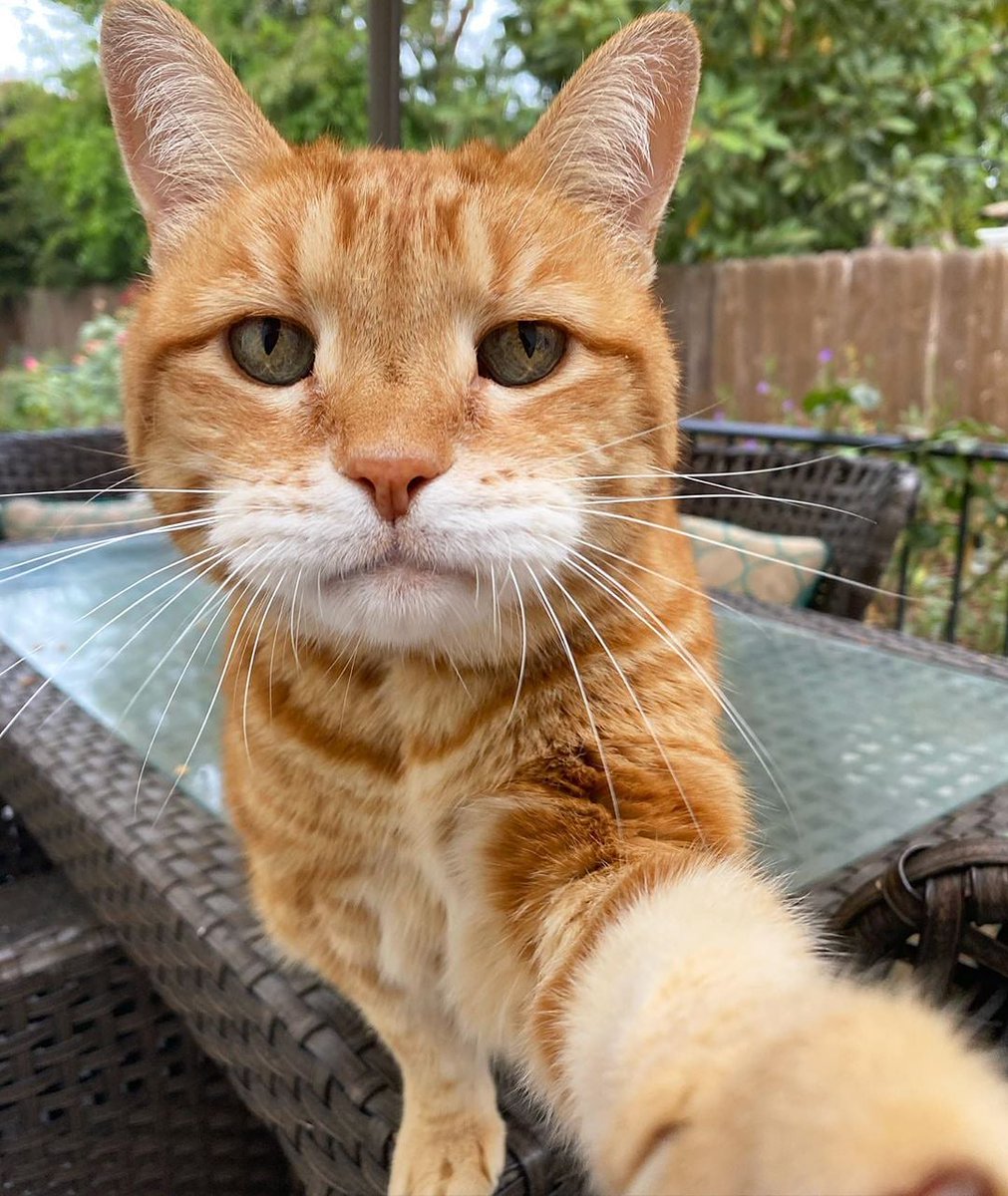 bubiblog's tweet image. Selfie Ustası Kedi 📸