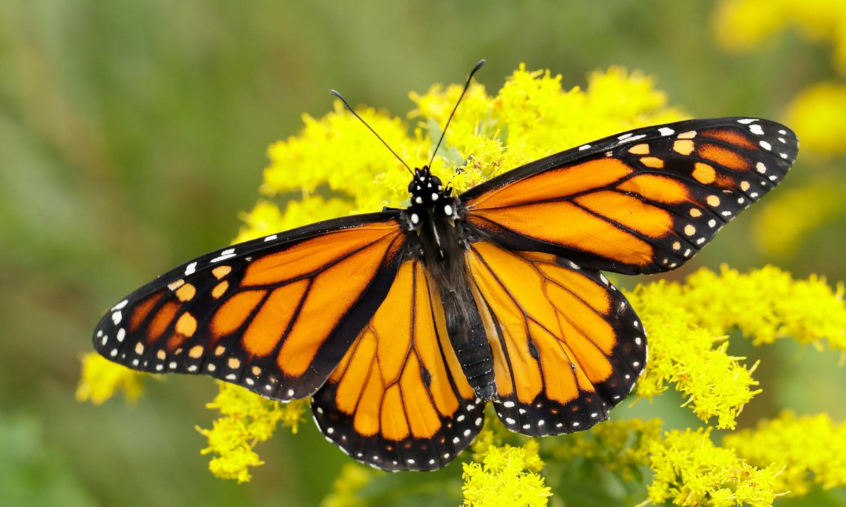 OszajcaRachel's tweet photo. @Goering_Glynne Yes, that is one of them, but believe it or not Monarch butterflies are endangered as well. https://t.co/rxVflmlzOp