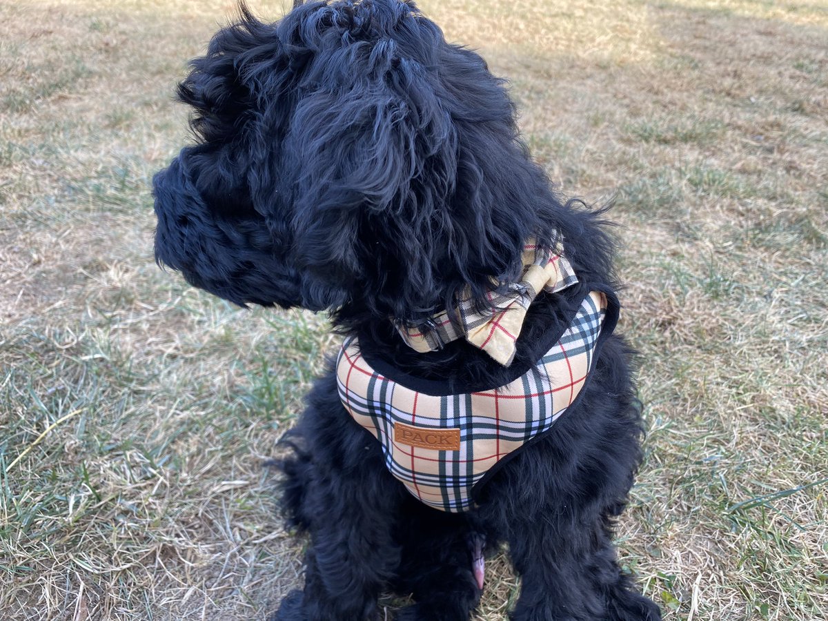 briannenickel's tweet photo. Mom: OMG. Your dog leash and harness match his collar?
Me: Um...obviously. Bash is a FANCY DOG.
#packleashes
#BashDog https://t.co/gEEsSUV9Vd