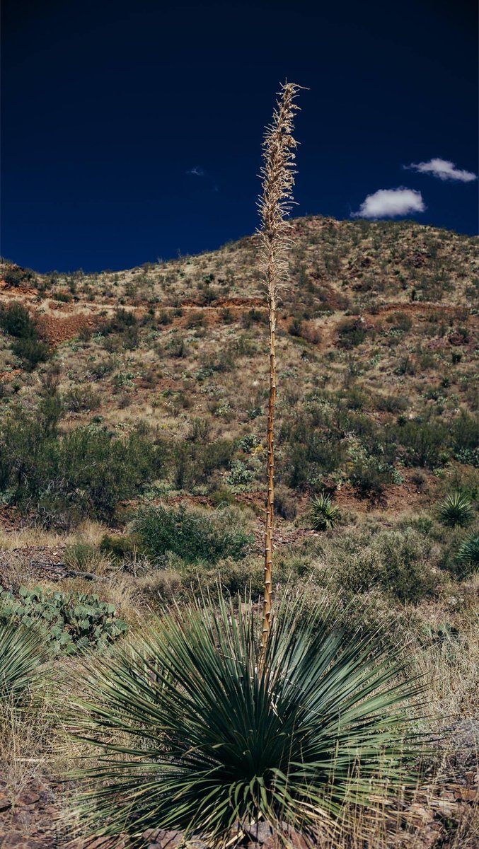 It’s got your standard desert wildlife: spiky plants, creepy crawlies, even more spiky plants.