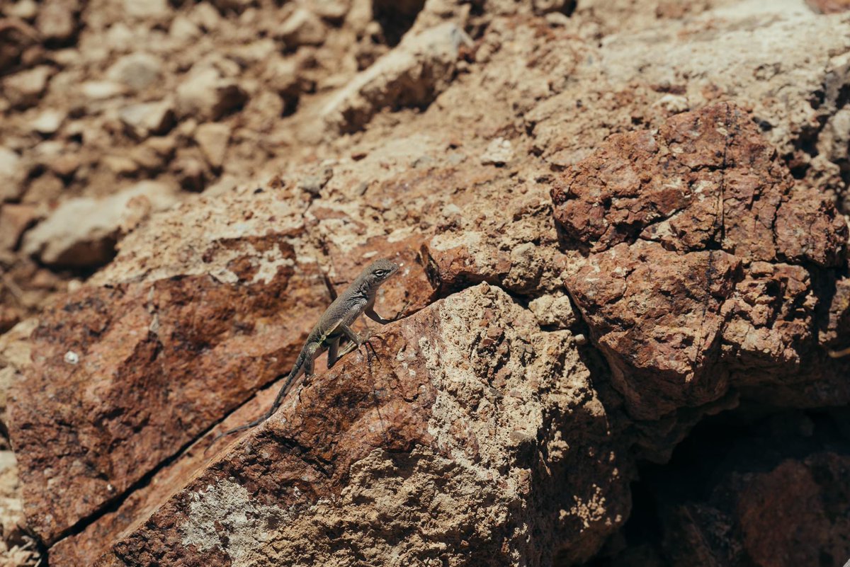 It’s got your standard desert wildlife: spiky plants, creepy crawlies, even more spiky plants.