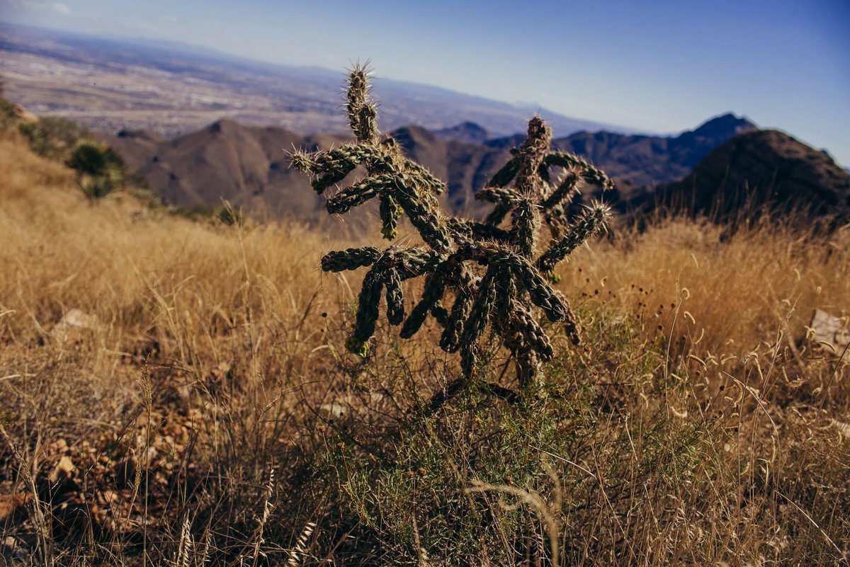 It’s got your standard desert wildlife: spiky plants, creepy crawlies, even more spiky plants.