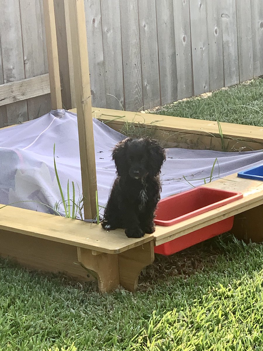 ETxbloom's tweet photo. @thekatyford I just adopted my baby 3 weeks ago! I’m getting laid off this month and figured it was a great time to get her settled in. I’ve been looking &amp; watching for over a year - I have an 11 year old mini poodle and she desperately needed a friend. #adoptedpets #cavapoo #quarantinepets https://t.co/lgNeS3U1uM