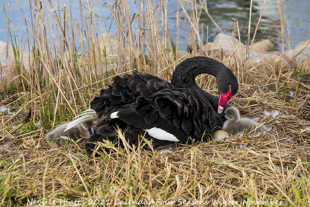 Here's ur 1st look at my Limited Edition 2021 A4 Calendar Four Seasons #Winter Only while stock last #BirdLife #AustralianFauna #AussieAnimals #AustralianWildlife #AustralianPhotographer #Islandlife #VisitGippsland #GippslandLakes #SupportLocalArt #BuyLocalArt #BlackSwan #Signets https://t.co/8yB6R2hjqi