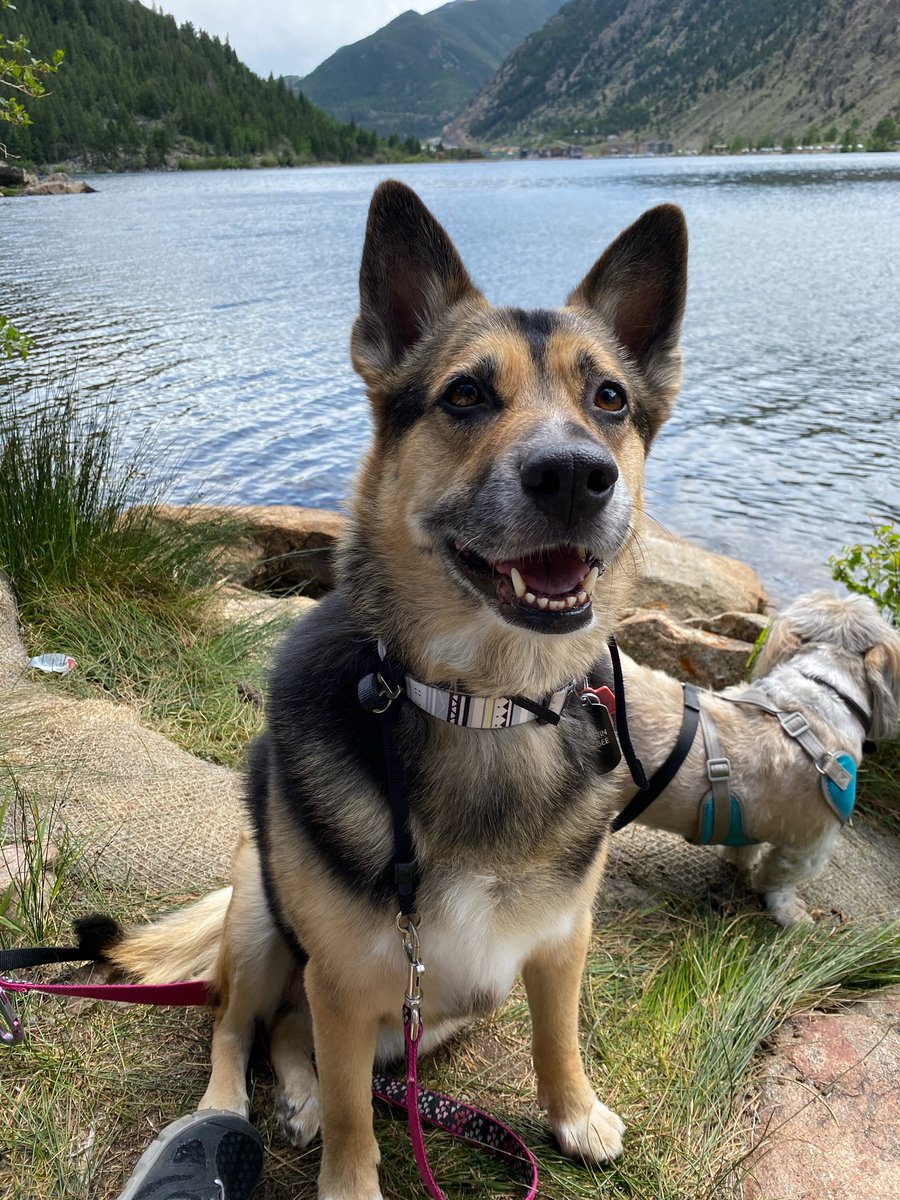 _Haileeyy_'s tweet photo. HELP! Asking for a friend. Is anyone looking for 2 sweet dogs? Must be adopted together. 

Brookings- 9 year old Shitzu (boy)
Austin- 6 year old German Shepherd (girl) 

Due to unforeseen circumstances, they can’t be kept and they really don’t want to take the dogs to a shelter. https://t.co/MKIK2U1F7u