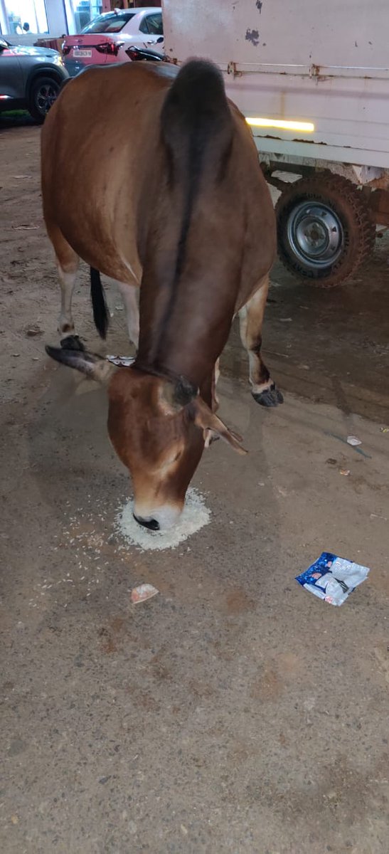 teamsevasft's tweet photo. #14th_Week
#Divya_Aadhaar
#Protection_to_Animals
#CONCERN_FOR_STRAY_ANIMALS_BY_SEVA_SOCIAL_FOUNDATION_TRUST
(Cows and Bulls are labelled with glow stickers in Bhubaneswar)BBSR-08.10.2020 
@BehuraGitanjali @PriyaMishra1007 @sadasiba2013 @CHIKUKALRA @ViralRotiBanks @ASidharthSankar https://t.co/4jWKRLqgMW