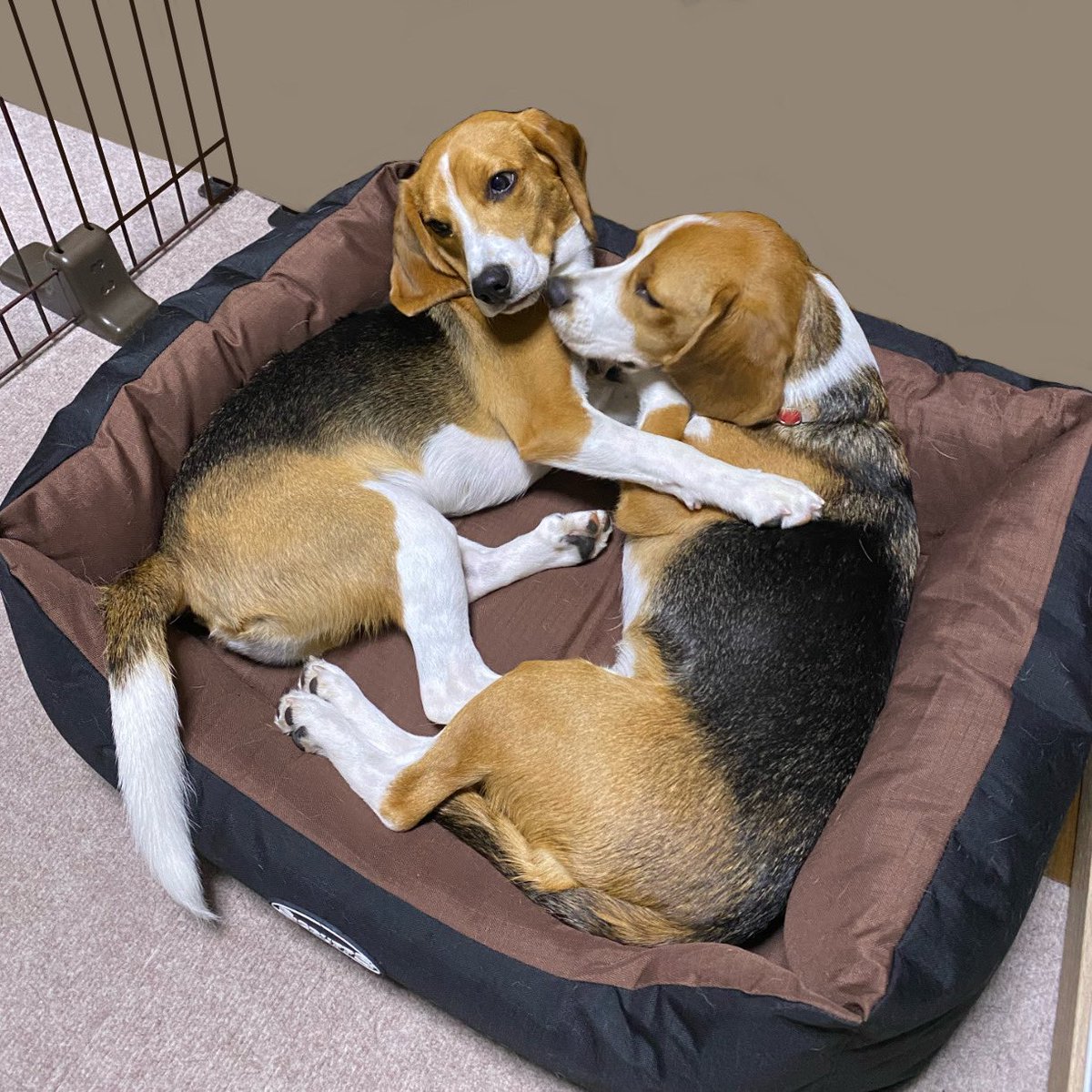 スティーヴン スピルハンバーグ 金曜日のいーぬ ぎゅうぎゅうのいーぬ パンダと犬 犬かわいい 犬 ビーグル ビーグル犬 多頭飼い スティーヴンスピルハンバーグ スティーヴン スピルハンバーグ 金曜日のいーぬ ぎゅうぎゅうのいーぬ パンダと犬 犬かわいい 犬 ビーグル ビーグル犬 多頭飼い スティーヴンスピルハンバーグ