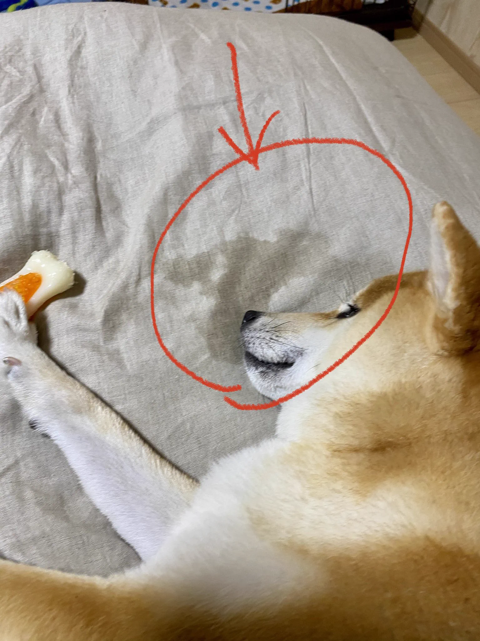 @DachsMonji うちもセミダブル買ったのに場所取られるわ、よだれたらされるわ、、、 