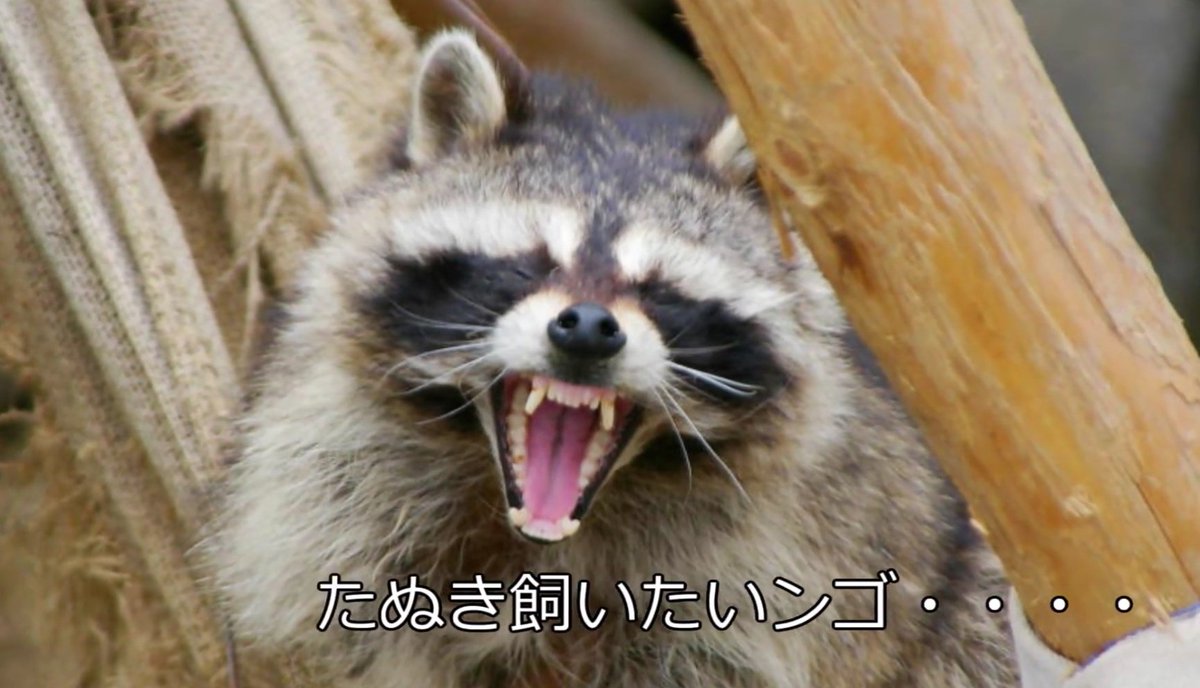 たぬきうどんランド 癒し かわいいたぬき集 だと W T Co Uy29zbvvi6