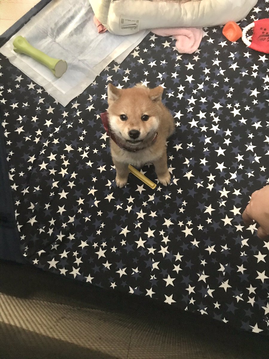 Shibamugi28's tweet photo. ここから出しやがれっす！
奥歯ガタガタゆわしたるっすよ！！！

#いぬのきもち #犬のいる生活 #こむぎ https://t.co/zToRL0a2sn