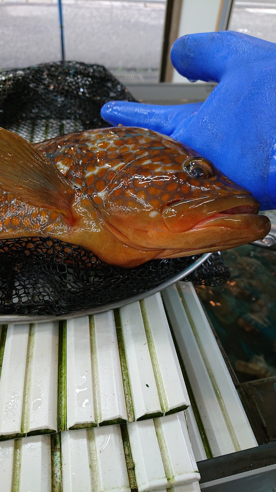 立井隆一 食べれば魚が好きになる 活アコウ きじはた 食べ方のおすすめ 刺身 薄づくり 煮付け 全部食べよう まぁまぁ値段は高いけど いい魚 究極のおいしさ T Co Vym9xmatbc Twitter