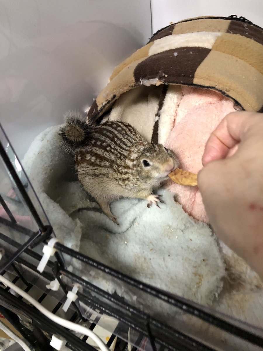 ponta_unizo's tweet photo. うちの幻のジリス。
相変わらずぎゅーしか言わんし、近くにいると出てこない。
オヤツで釣って反対の手で触れ合おう作戦はいつも玉砕している(￣▽￣;)

#ジュウサンセンジリス
#Thirteenlinedgroundsquirrel https://t.co/xeNPQrEbJC