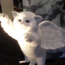 world’s best boy: young k tweet media