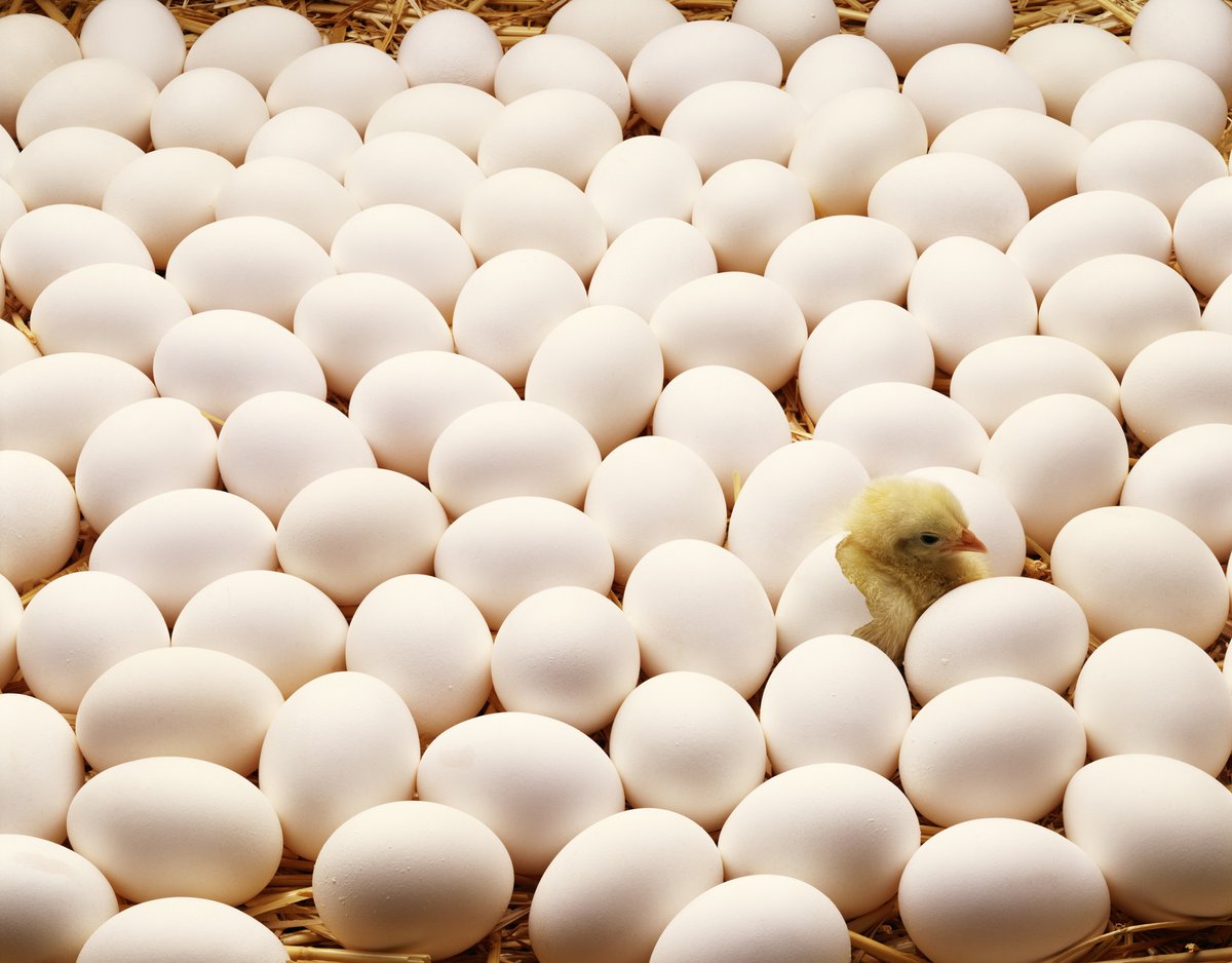 Яйца кучей. Яйца Чайковская птицефабрика. Птицеферма яйца. Инкубационное яйцо. Инкубационные яйца на птицеферме.
