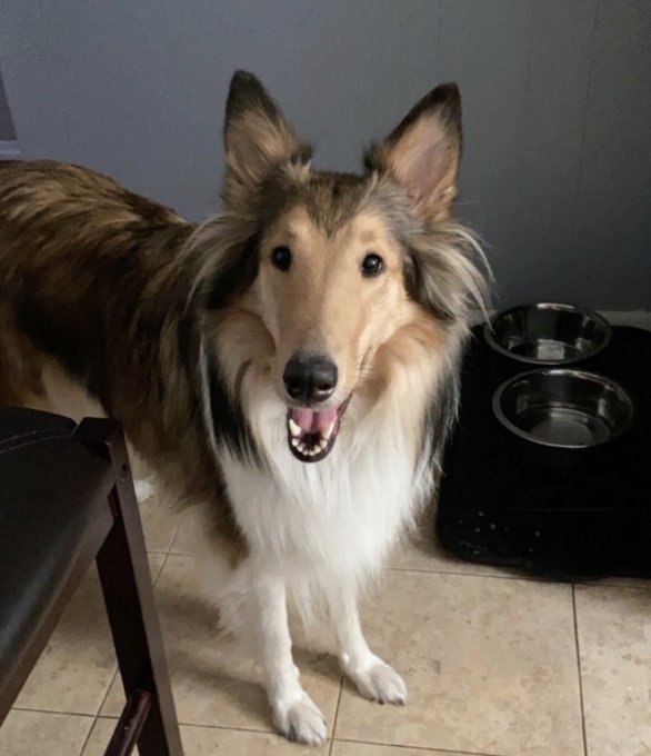 I&rsquo;m obsessed with my dog https://t.co/cB5Crqjnmn<a href="/tag/amateurporn"class="tags"><span>#amateurporn</span></a>