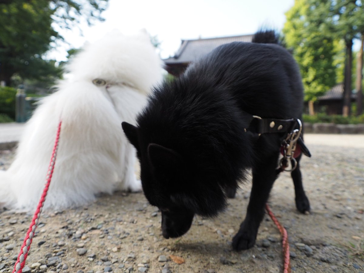 しらすずり בטוויטר 白も黒も可愛いわ 日本スピッツ しらす 白犬 Japanesespitz スキッパーキ すずり 黒犬 Schipperke 白黒 しらすずり