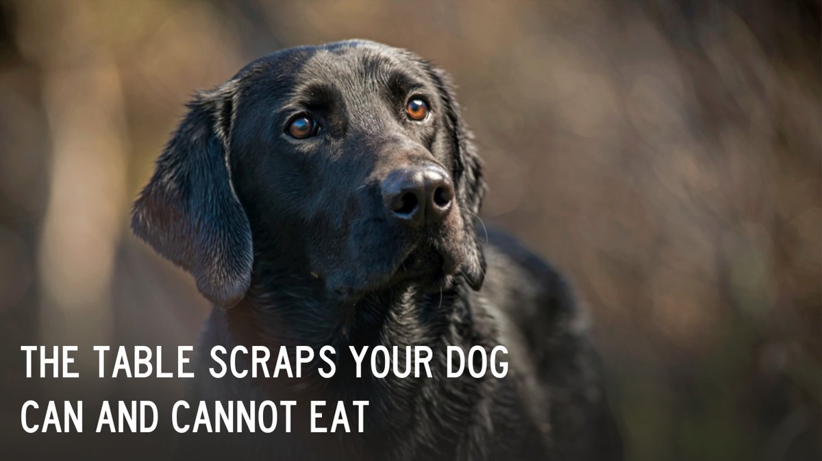 Do you give your dog fat trimmings? How about bones? Here is what our vet says is safe and unsafe for your best friend to eat.bit.ly/36P6WKm #meateater #fueledbynature