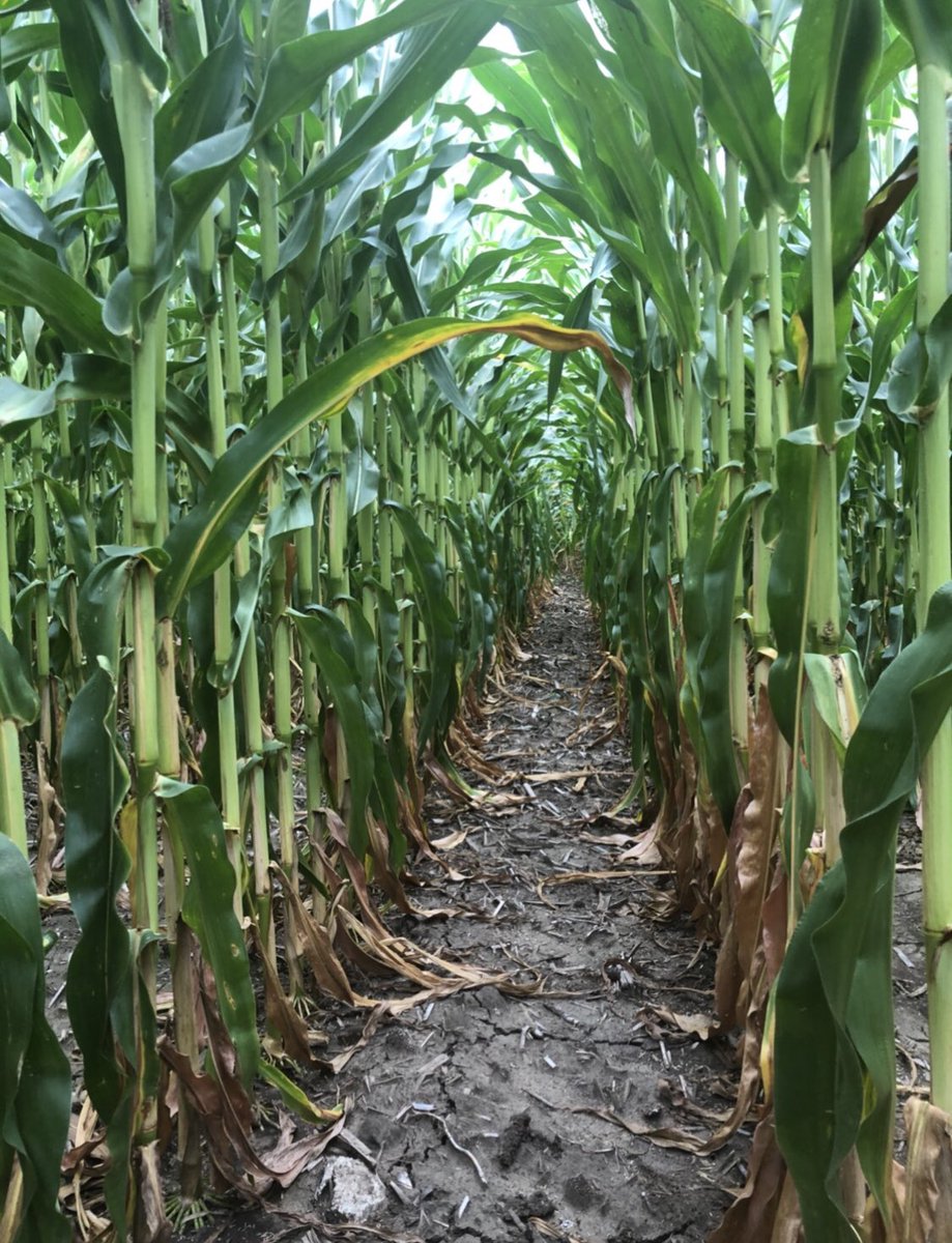 Bennett Mann tweet media