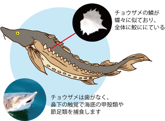 最も好ましい 鱗 イラスト こいのぼり鱗 イラスト