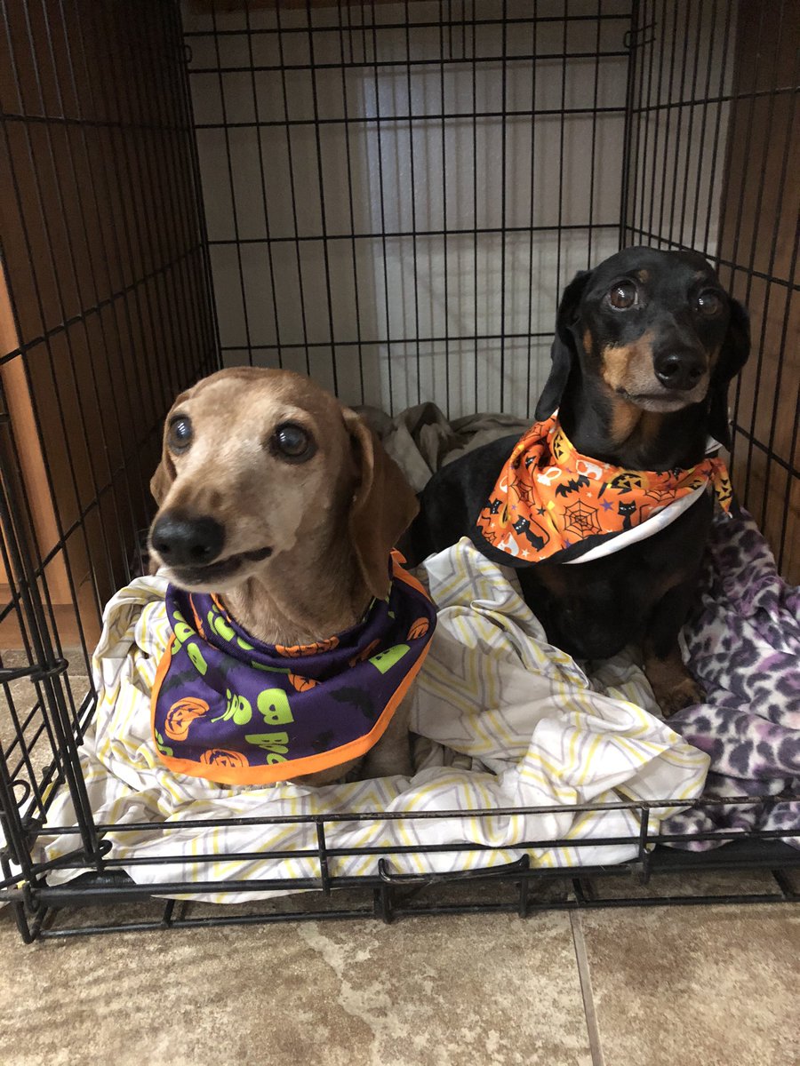 crisgillian's tweet photo. Han and Luke want to wish you a Happy Halloweiner! 🎃🎃 they are showing off their costumes! #wienerdogs https://t.co/Ccbn3qryXZ