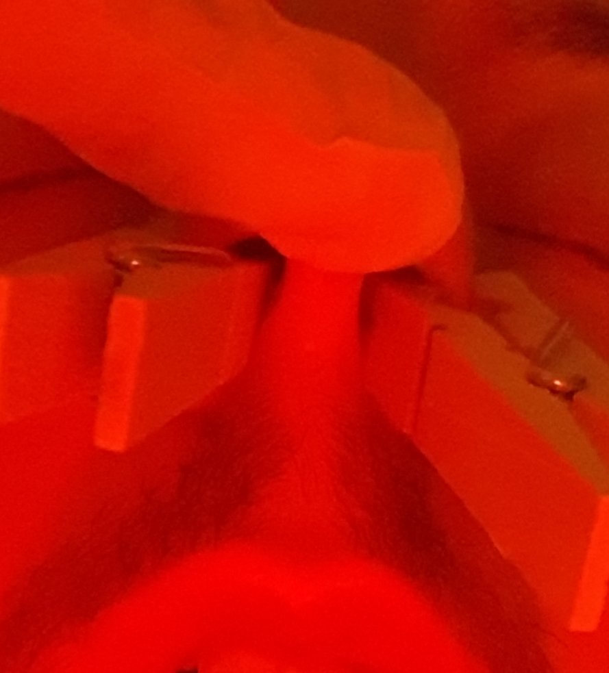 KinkiKid5's tweet photo. getting my nostrils pulled turns me on so hard! https://t.co/ACTjB8FXlP