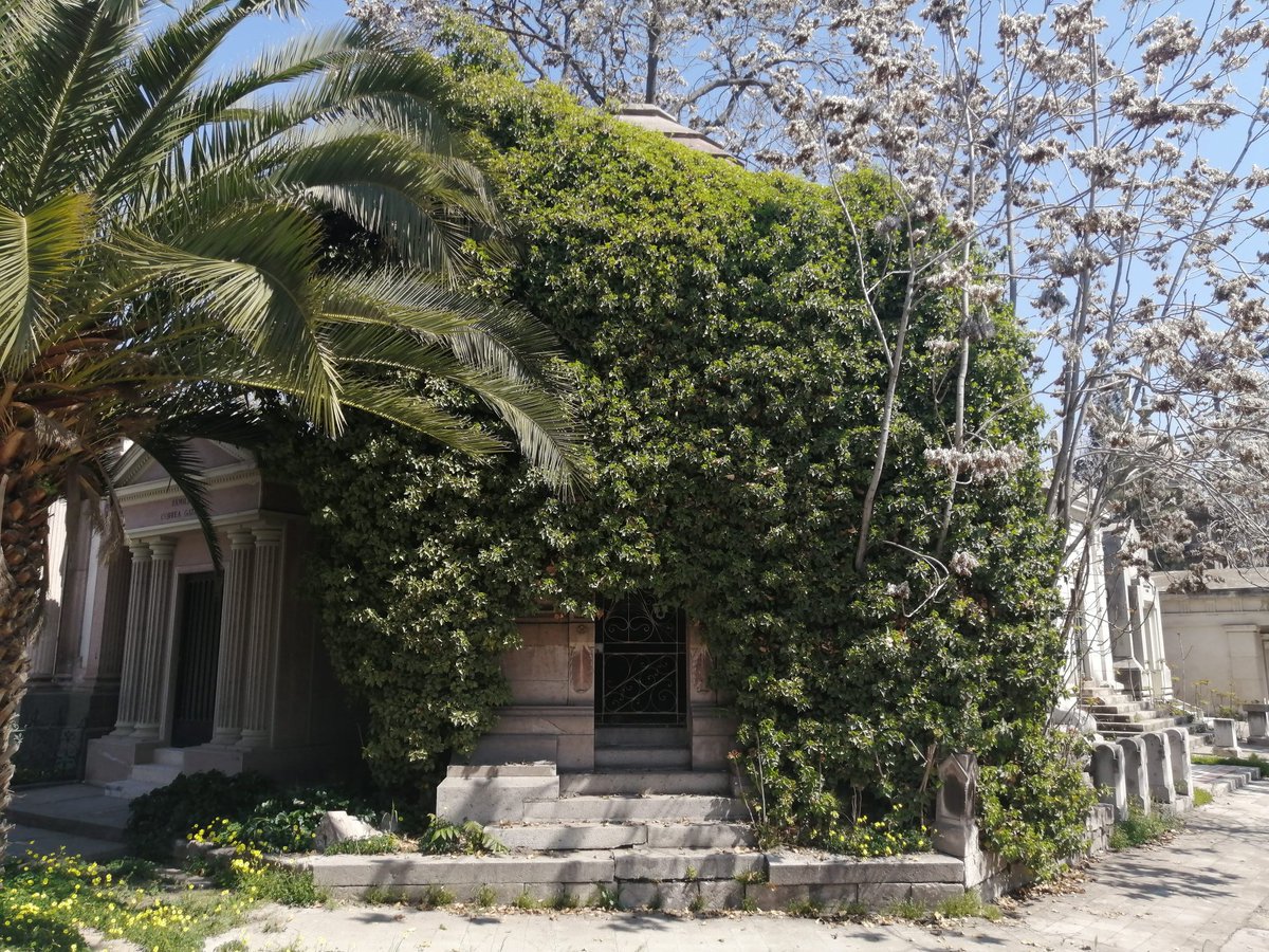 Decca_Chile's tweet image. Amor eterno a la vegetación de cementerios. 🙂🌱🌿🌳

Cementerio General, 17 de septiembre de 2020.