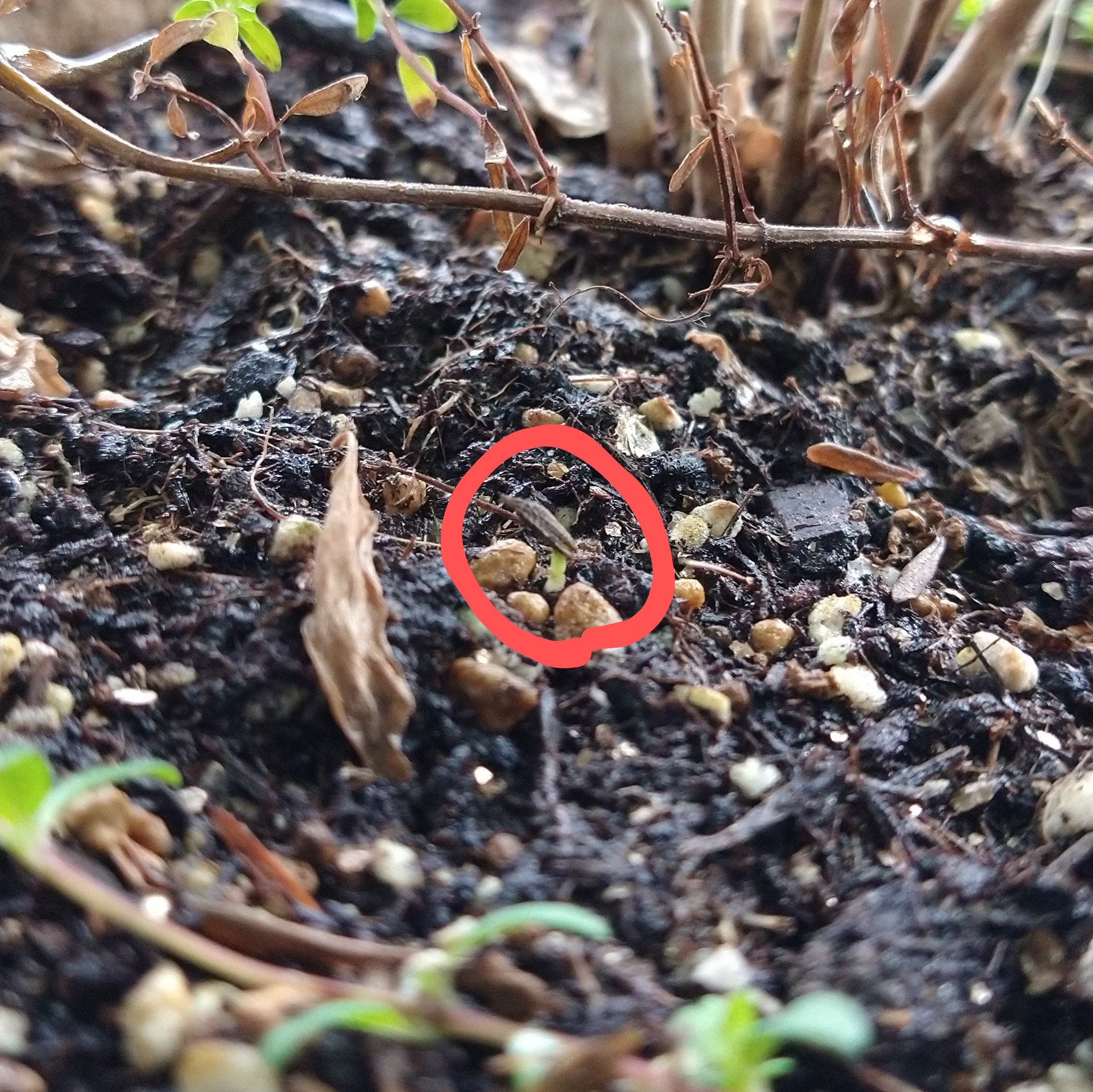 鮎之介 シロバナタンポポの芽が4つに増えている うれしいー 花が咲くまできちんと育てられるかなあ T Co Susemgbgql Twitter