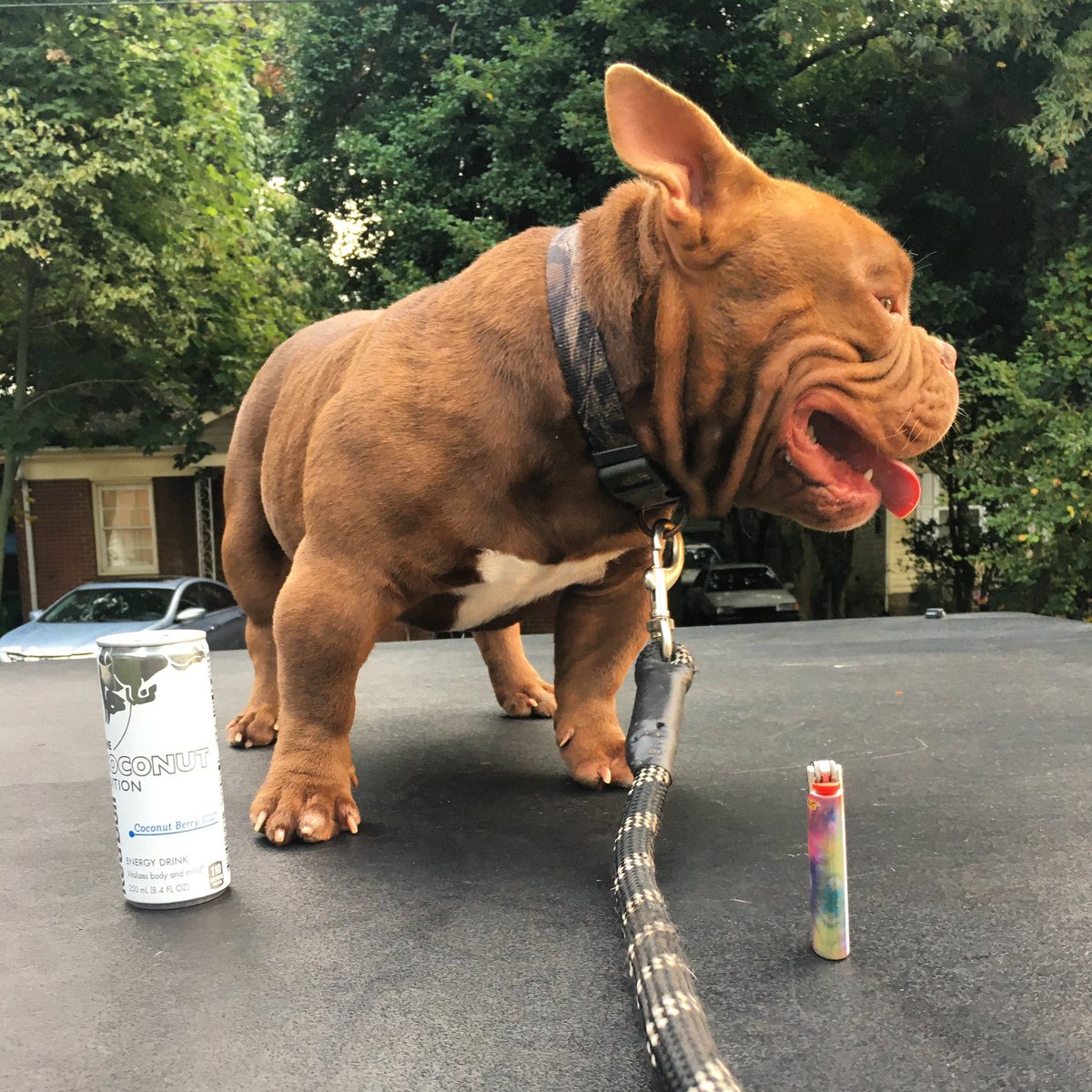 Harp_31st's tweet photo. My boy Nino the truth. #NewDevil #DevilSpit #MisunderstoodBullies https://t.co/MzmcfTny6S