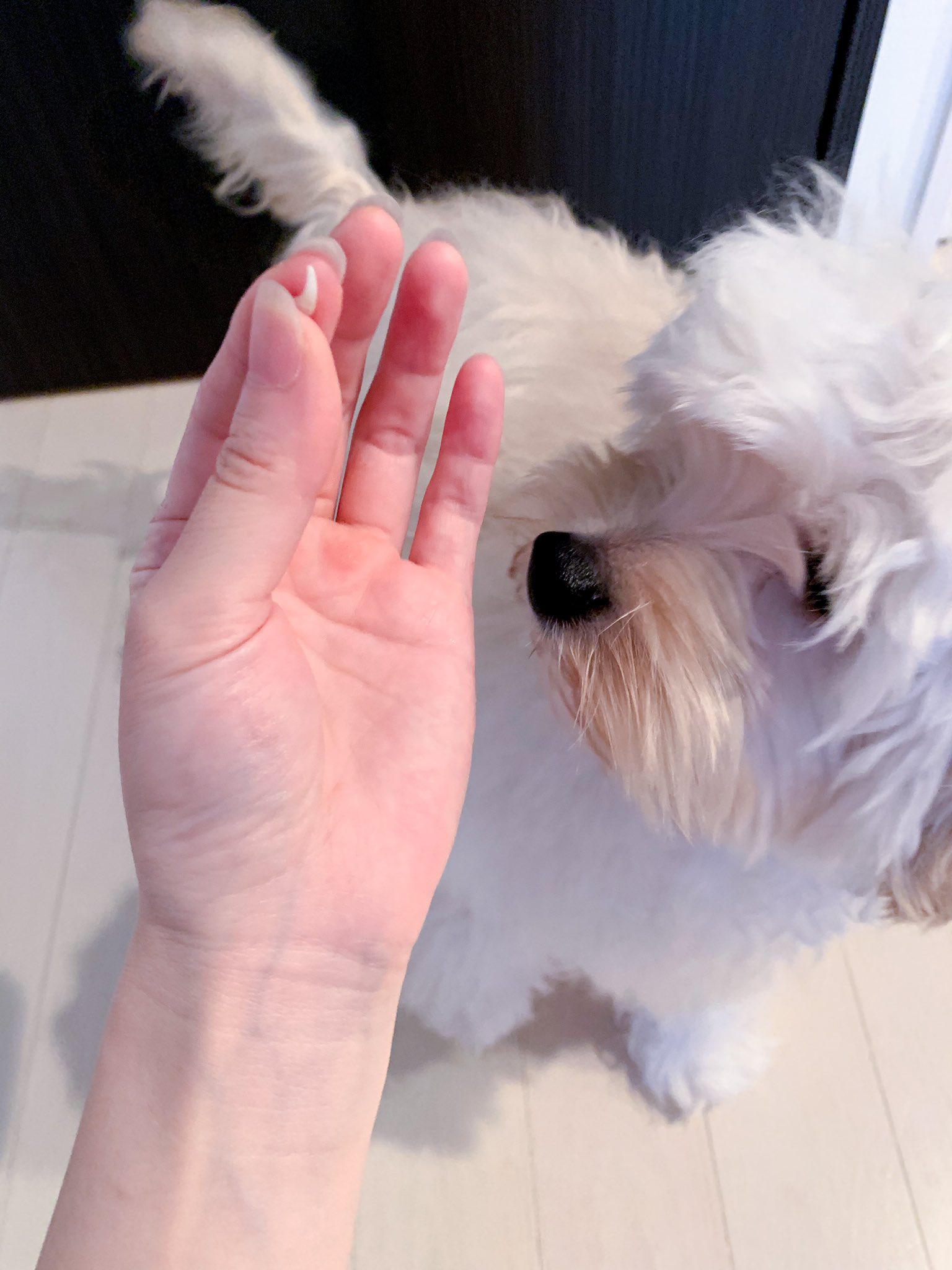 Inu Beer えええ 抜けないと言われてた乳歯が抜けた 抜けるんかい デカイ 完全に犬が落ち込んでいる T Co 7u1jaffftd Twitter