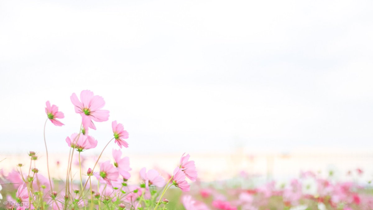 Tommy__camera's tweet photo. 秋を感じる写真！

#秋を感じる作品が見たい
#写真好きな人と繋がりたい 
#photography https://t.co/02okW5P6bS