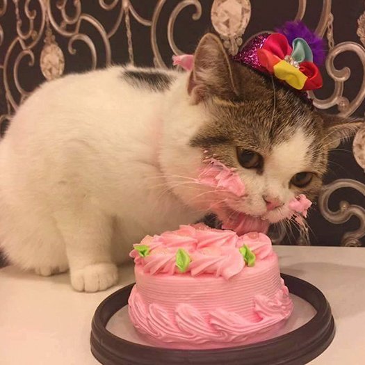 snsd& #39;s sunny as a cat - a thread.