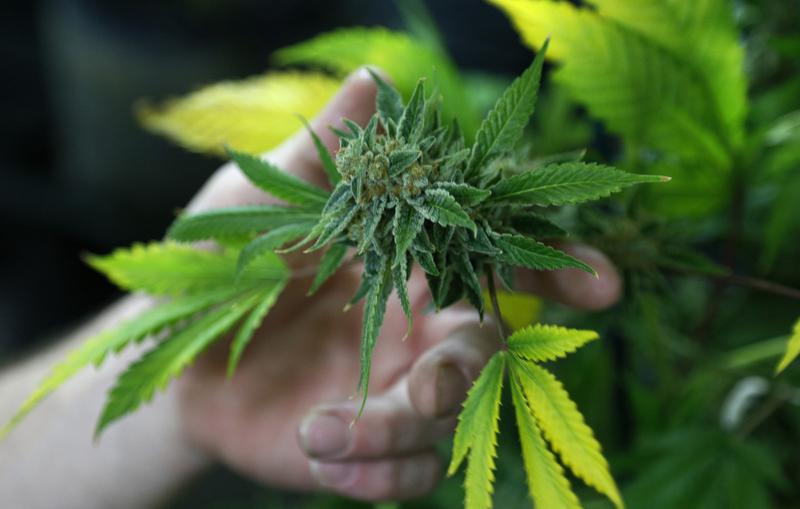 Reuters's tweet photo. Weed stocks surge as Kamala Harris vows to decriminalize pot in debate https://t.co/YR8s5uGbye https://t.co/w0Mt1CwHRu