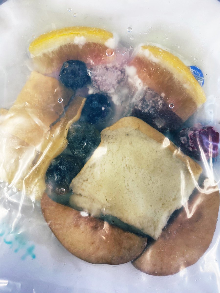 Thanks to <a href="/MysterySci/">Mystery Science</a>, we were able to see first hand how decomposers work with our Mold Terrariums. See how our plates of food changed over the last 2 weeks! #ForestRoadSchool
