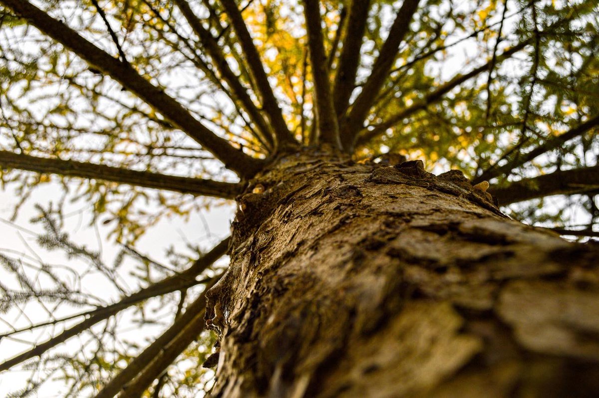 katieburdick's tweet photo. 📸 #gvfall @GVSUStudentLife @GVSU https://t.co/UKZNxsU1nF