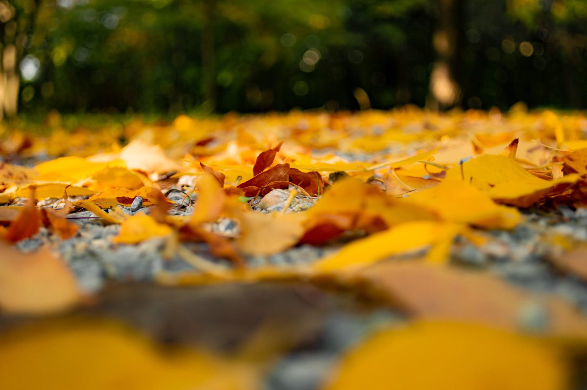 katieburdick's tweet photo. 📸 #gvfall @GVSUStudentLife @GVSU https://t.co/UKZNxsU1nF