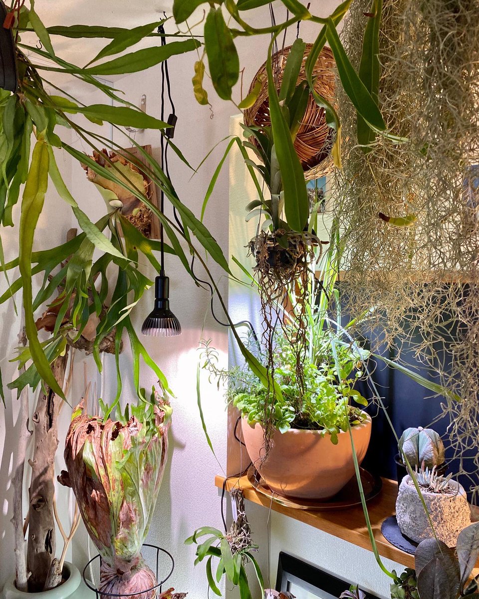 O Xrhsths あかだまちゃん Sto Twitter 植物育成ledライトの下に 注力植物集合 中でも ビカクシダグランデには 頑張って欲しい Amaterasled Amaterasled10w Barrelplantlight モニター企画 O Xrhsths あかだまちゃん Sto Twitter 植物育成ledライトの下に 注力植物集合 中でも ビカクシダグランデには 頑張って欲しい Amaterasled Amaterasled10w Barrelplantlight モニター企画