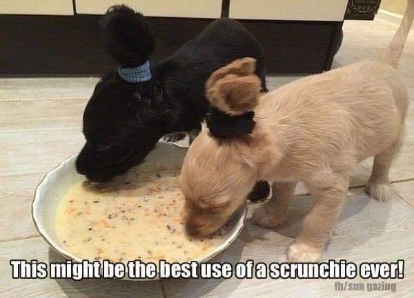 NewStartIL's tweet photo. #puppyhack ๐ https://t.co/1OTvxgQcIP