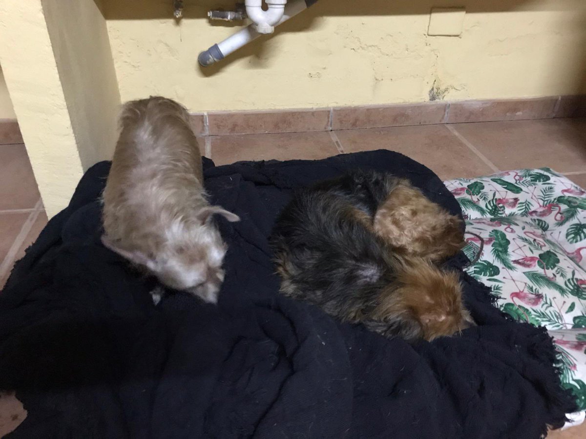 semfidor's tweet photo. Perdonar el salir de repente @cessacnh ha rescatado a estos dos y los hemos bañado y dado de comer y beber para llevarlos mañana a una protectora. Más no podemos hacer pero seguro que ya es mucho 💪🏼 https://t.co/j4o5XKNwIR