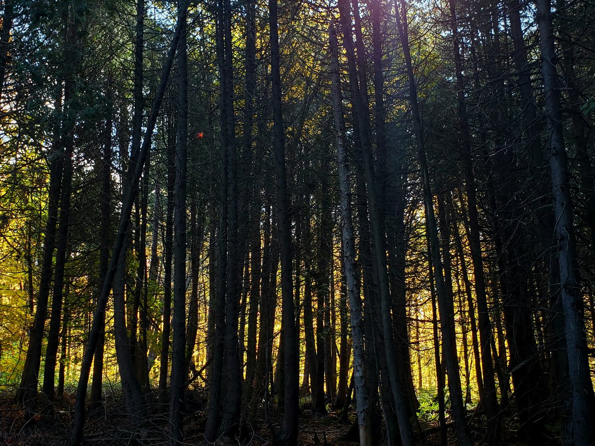 Robichaud_c's tweet photo. Cedar on maple
#ShadeAndLight
#Quebec https://t.co/KpjgOcW2Mj