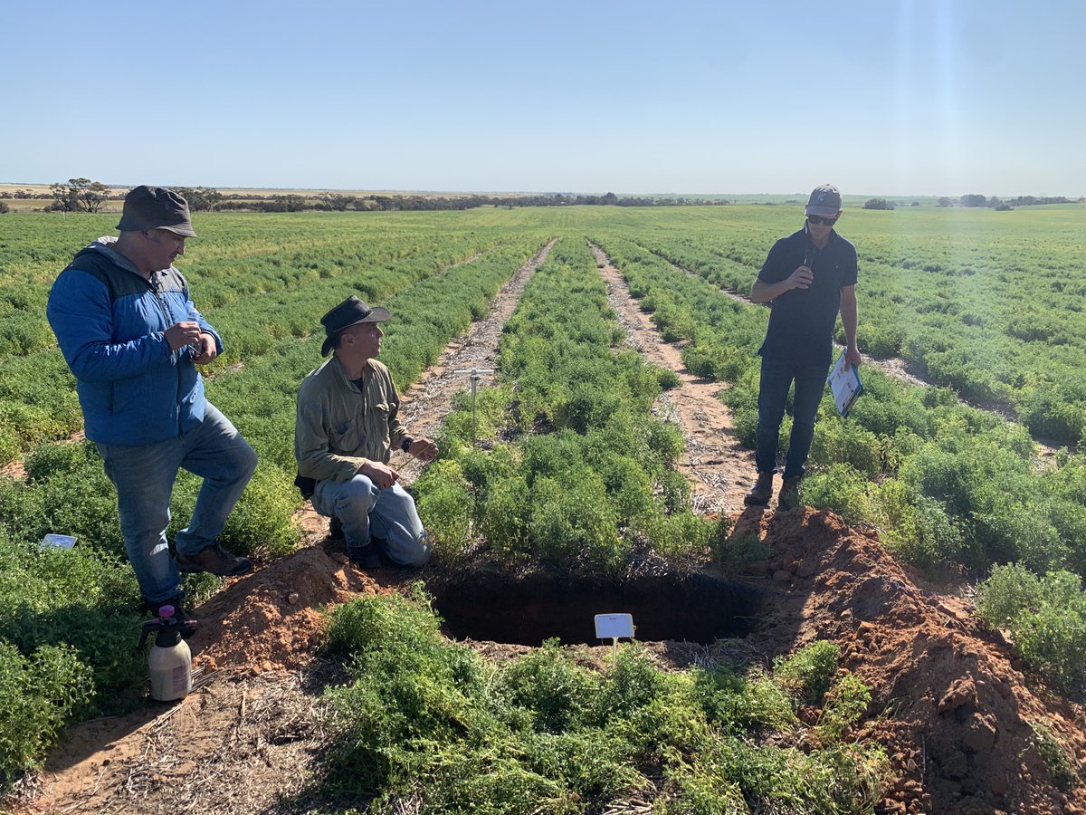 Last weeks Spring Crop Walk:

We visited several trail sites focusing on soil amelioration, soil acidity &amp; molybdenum, broadleaf weed control in lentils. We finished the day with a BBQ dinner and presentation from Tim Gurney on the latest @TPorts Wallaroo development.