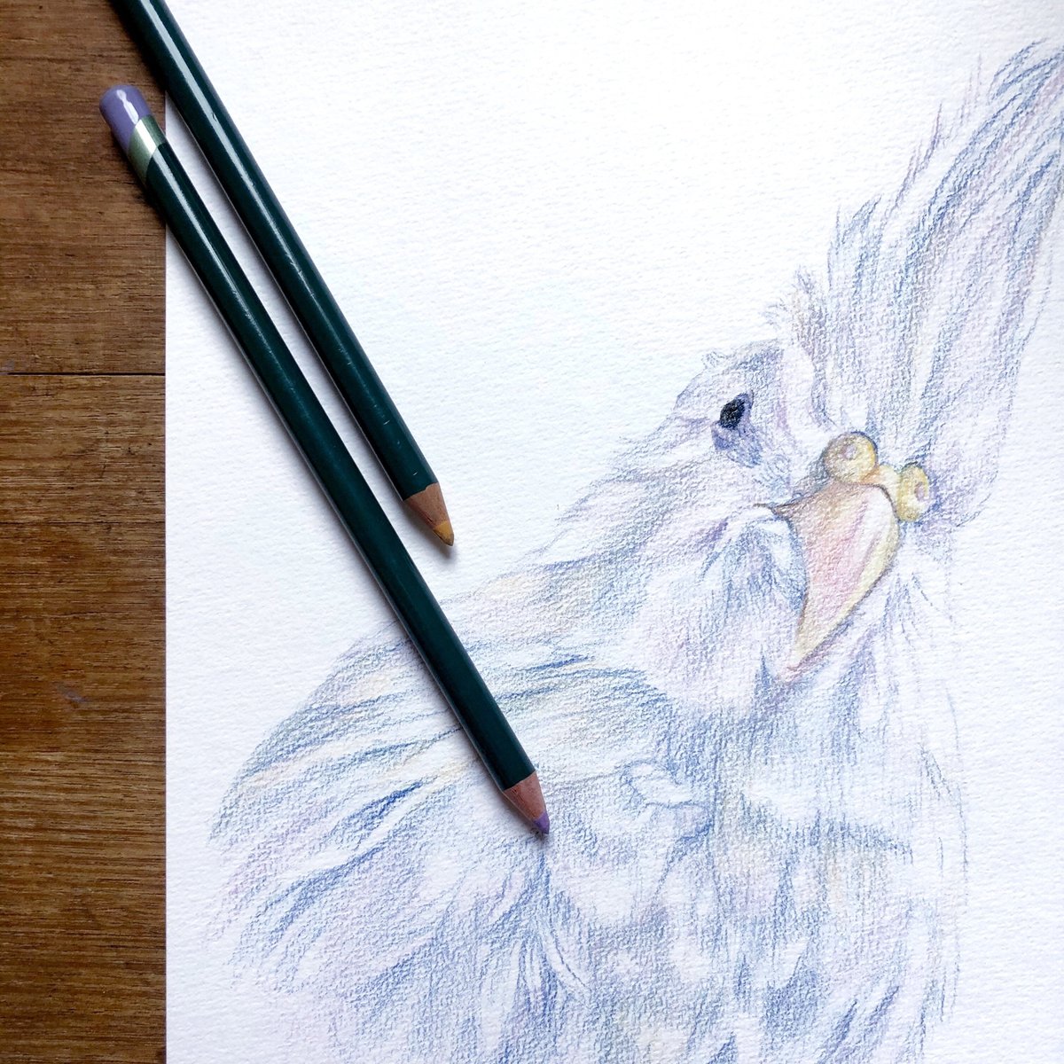 amelia_lugg's tweet photo. I have to say, drawing white fur and feathers is one of my favourite colours to emulate 💕
.
.
.
#illustration #art #portrait #pet #animals #design #drawing #sketch https://t.co/EoTY1I6xBb