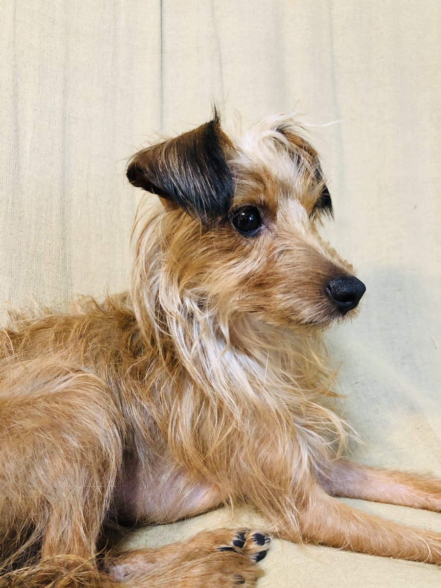 ビショプーと子育てライフ, image size:900x1200