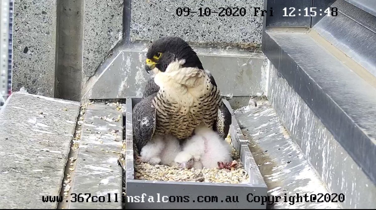 neighbour_s's tweet photo. On the ledge of a skyscraper high above Collins St in Melbourne, a peregrine falcon mother is raising 3 chicks. There’s a web cam, and it’s brilliant. Here: https://t.co/kwUCMPLGrd https://t.co/UplajJGUpz
